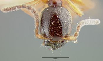 Media type: image;   Entomology 24100 Aspect: head frontal view